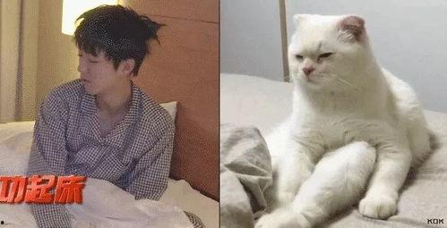 吃瓜娱乐的喵哥是谁啊图片